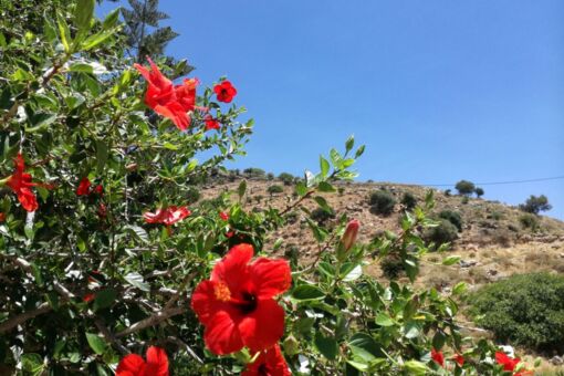 Blütenpracht Kreta - Fasten/Fastenkur am Meer auf Kreta, Griechenland