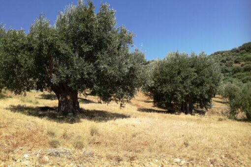 alter Olivenbaum Kreta - Fasten/Fastenkur am Mittelmeer auf Kreta, Griechenland