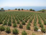 Heilfasten Kreta Organic Aleo Vera Farm
