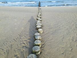 Fasten an der Ostsee, Fastenkur Ostsee Heilfasten Buchinger, Buhnen an der Ostsee
