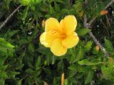 Kreta Diät gelber Hibiskus