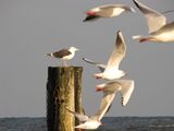 Fastenkur an der Ostsee, Heilfasten nach Dr. Buchinger, Fastenurlaub, Fasten an der Ostsee, Aufbruch der Möven