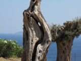 Heilfasten Kreta Alte Olivenbäume