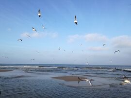 Fasten an der Ostsee, Fastenkur Ostsee Heilfasten Buchinger, Möven auf Fischfang Strand Usedom