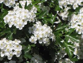 Heilfasten nach Dr. Buchinger Ostsee mit Heilpraktiker