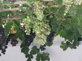 Kreta Diät Wilder Wein
